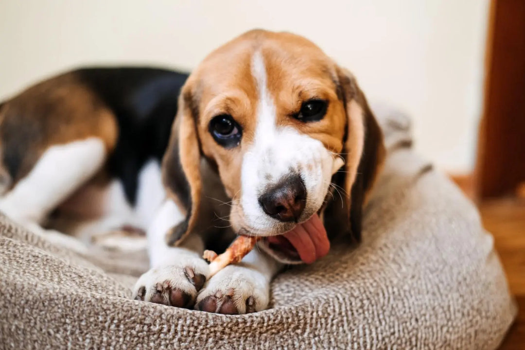 Hundesnacks, Hundeleckerli & Kauartikel