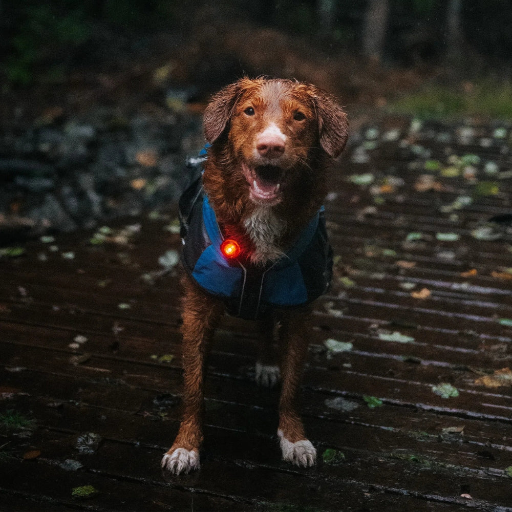 Sicherheitslicht für Hunde zur Befestigung an Halsband oder Geschirr