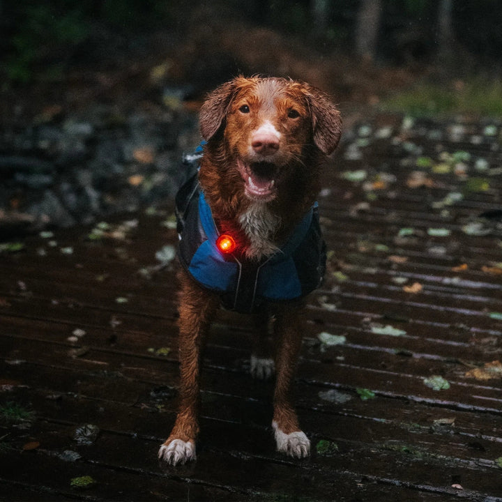 Sicherheitslicht für Hunde zur Befestigung an Halsband oder Geschirr