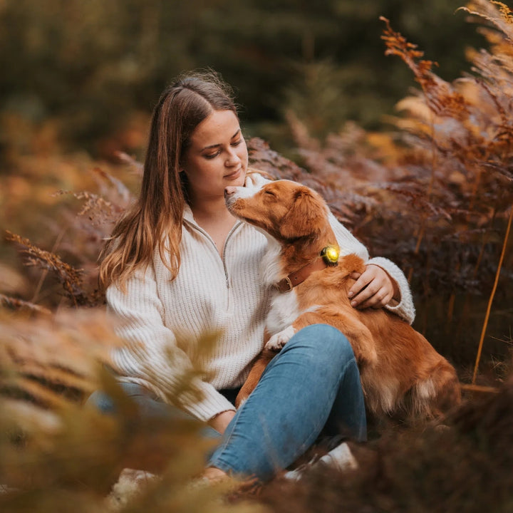 Sicherheitslicht für Hunde zur Befestigung an Halsband oder Geschirr