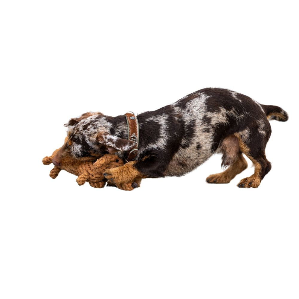 Dog toy Diego Dachshund