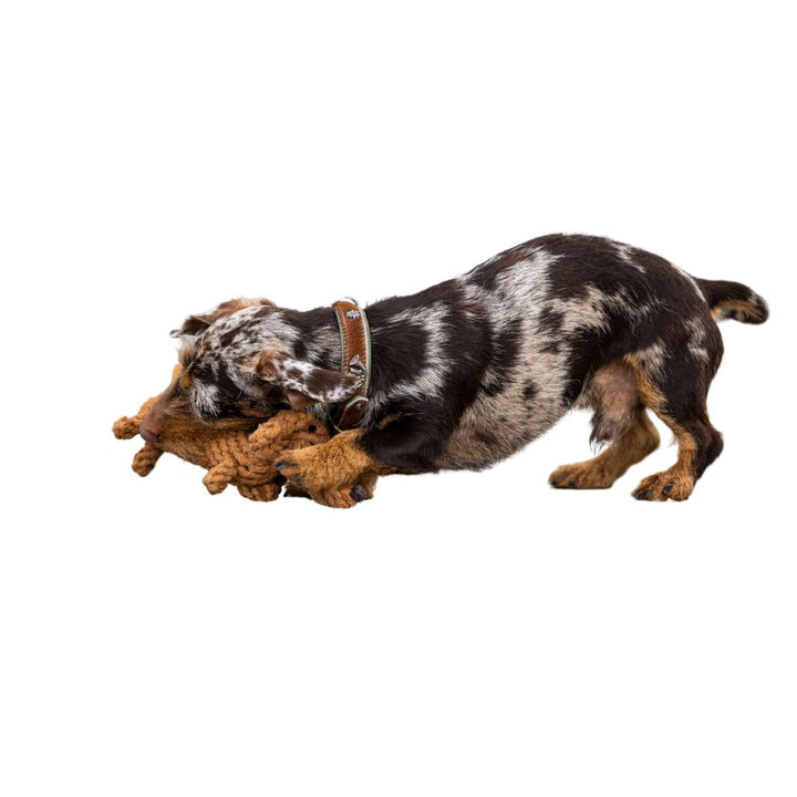 Dog toy Diego Dachshund