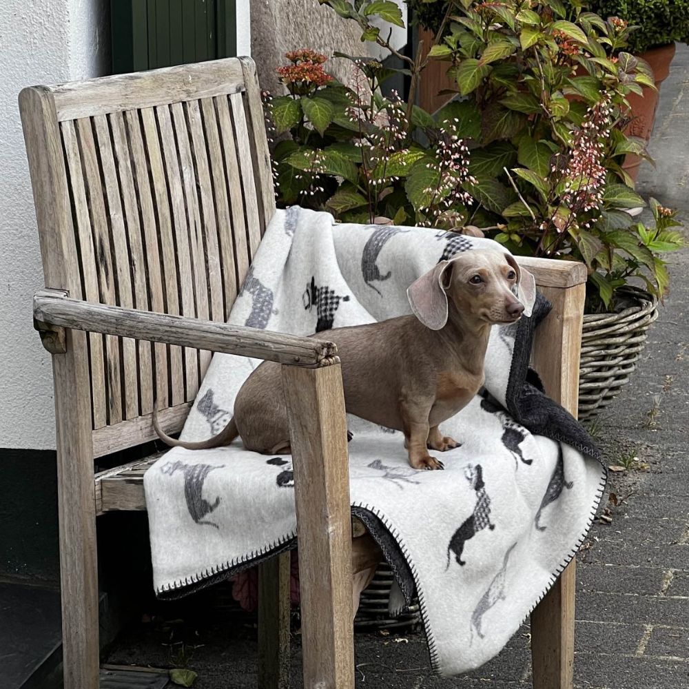 Hundedecke Dackel - Für Zuhause und unterwegs