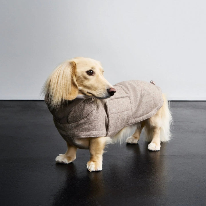Hundemantel Dackel Brooklyn Tweed Beige