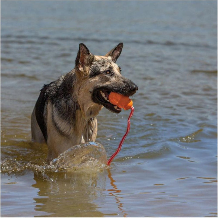 Hundespielzeug Aqua Kong - schwimmfähig