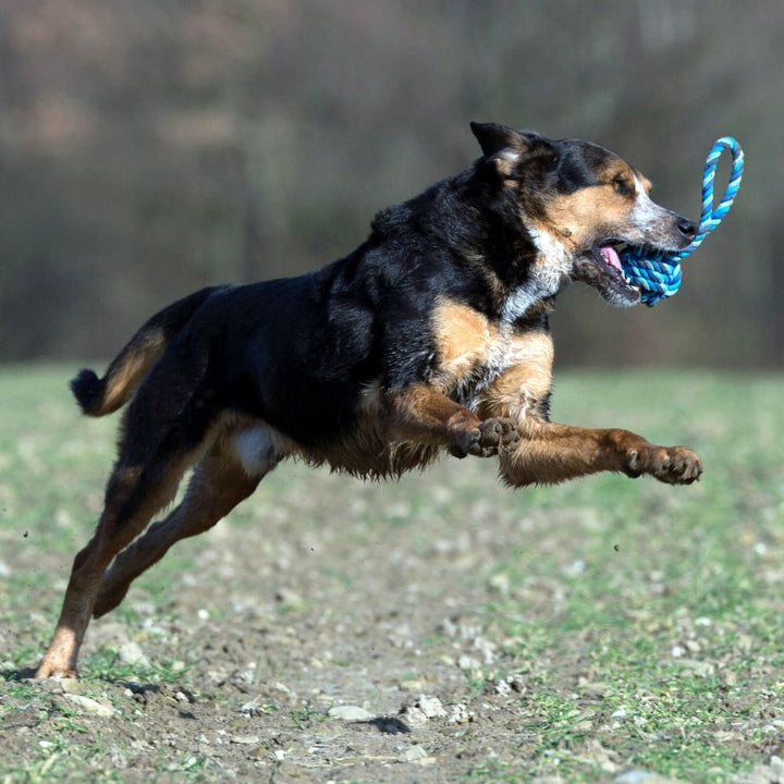 Dog toy sling ball