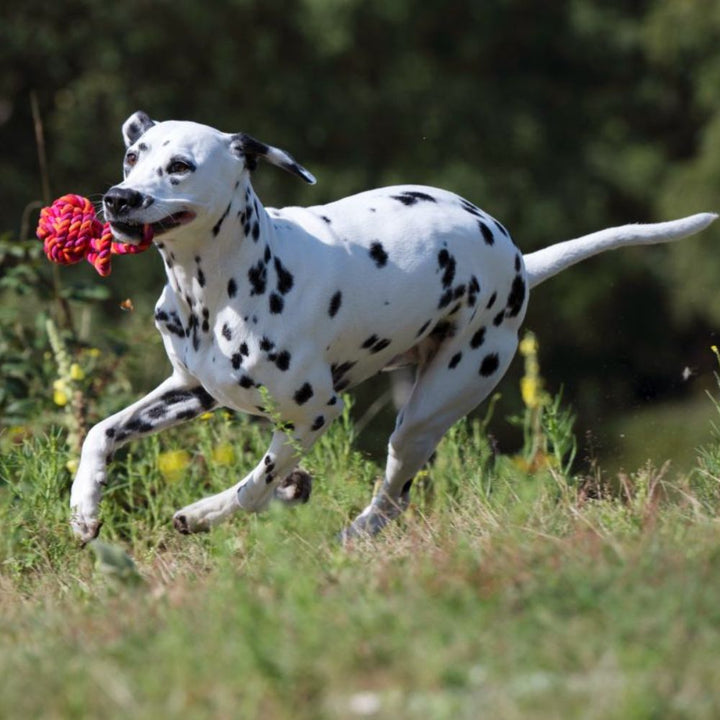 Dog toy sling ball