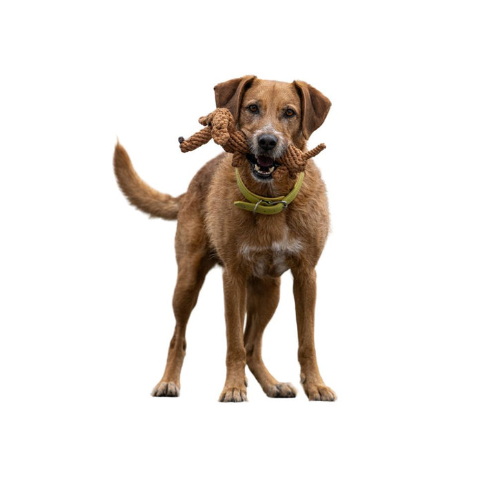 Dog toy Diego Dachshund