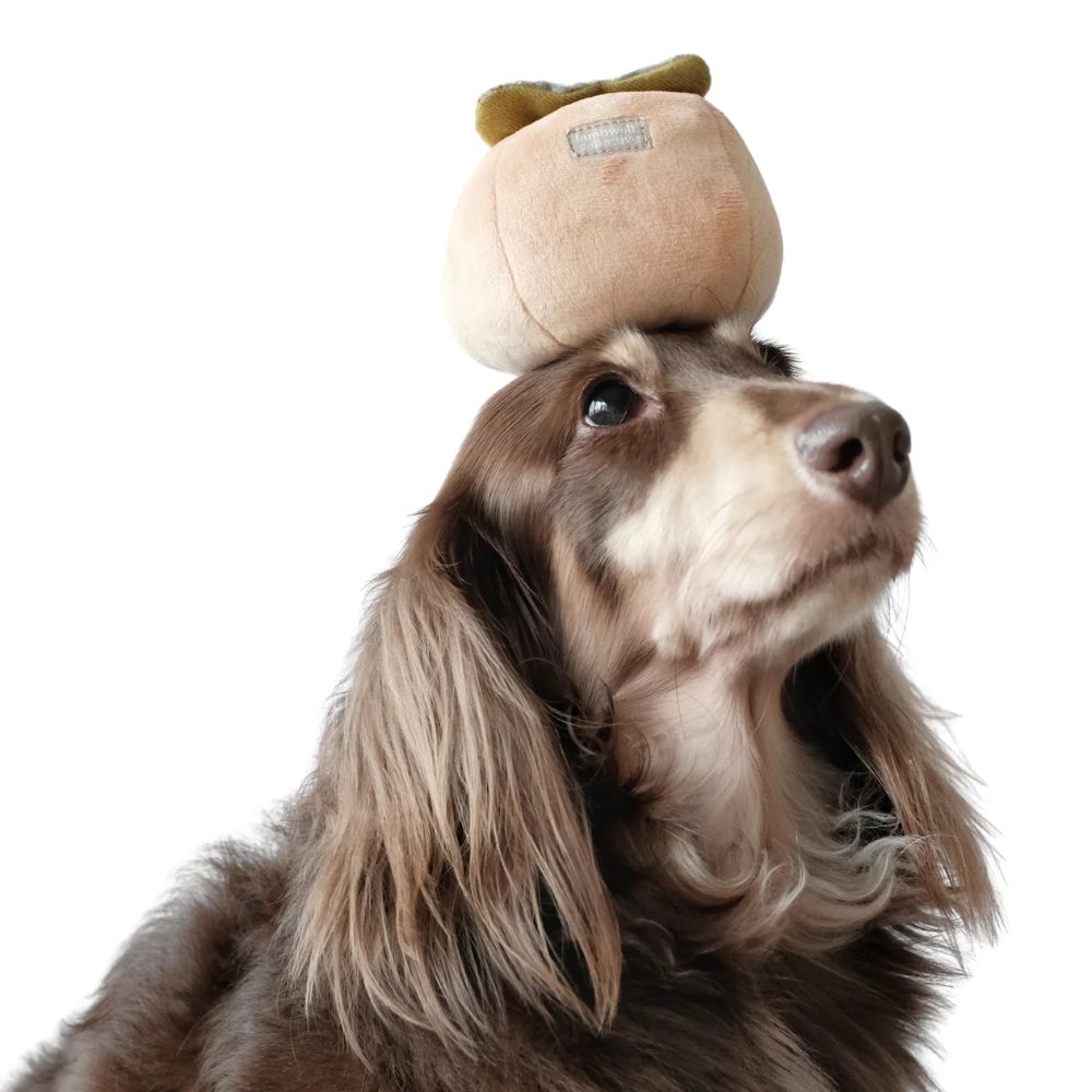 Dog toy Kaki - sniffing toy