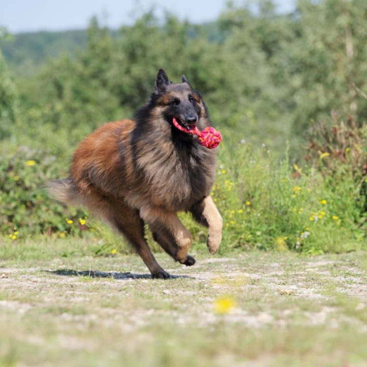 Dog toy sling ball