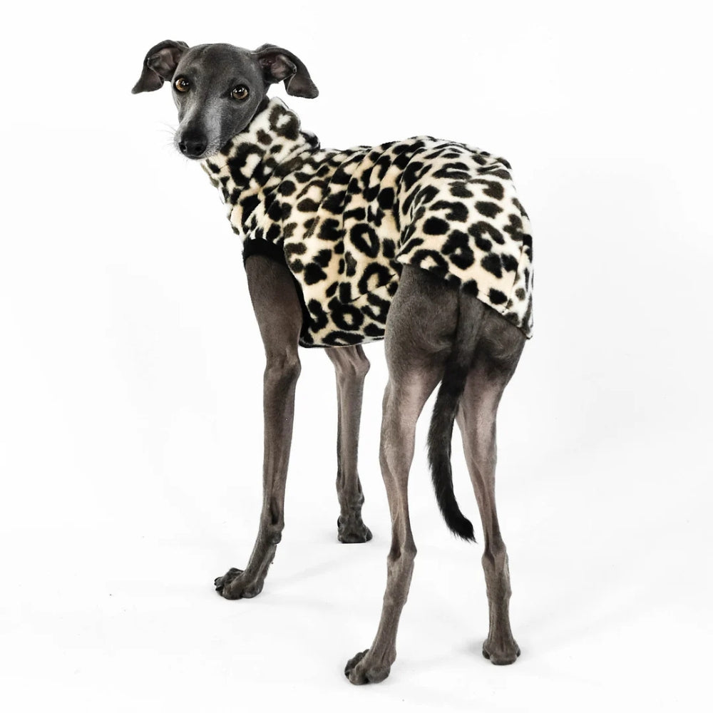 LANG SHIRT 2.0 voor Italiaanse Windhond in Leeuw