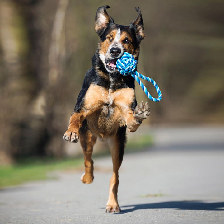 Dog toy sling ball