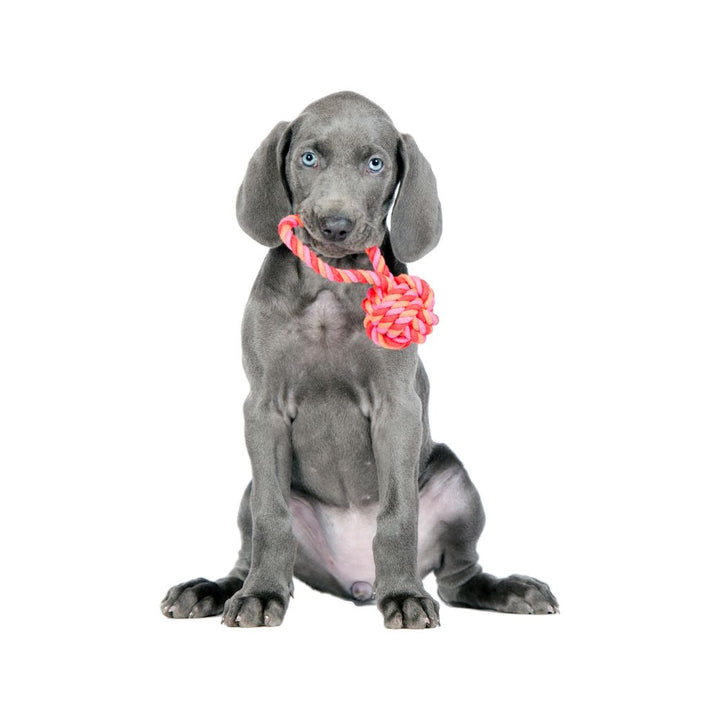 Dog toy sling ball