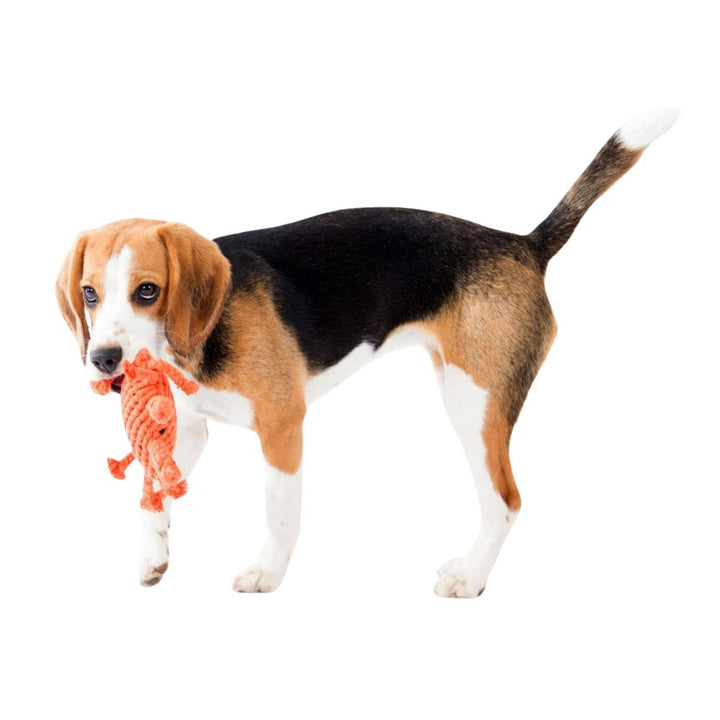Dog toy crab Kristof