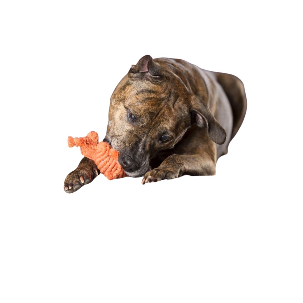 Dog toy crab Kristof