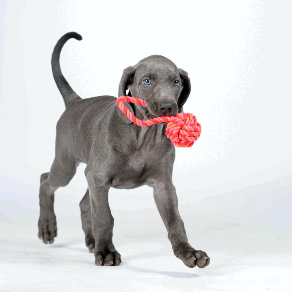 Dog toy sling ball