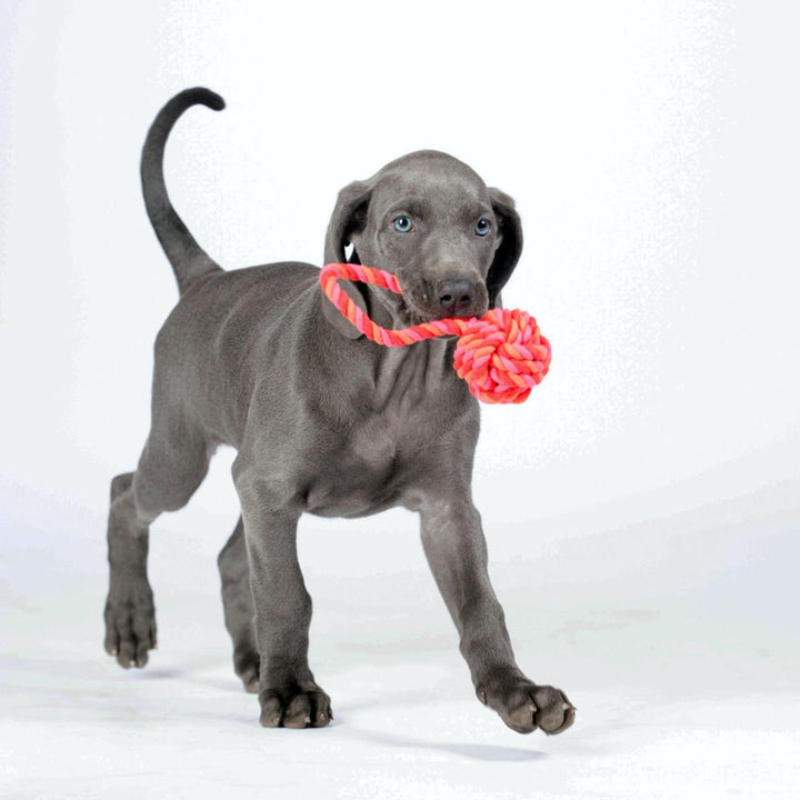 Dog toy sling ball