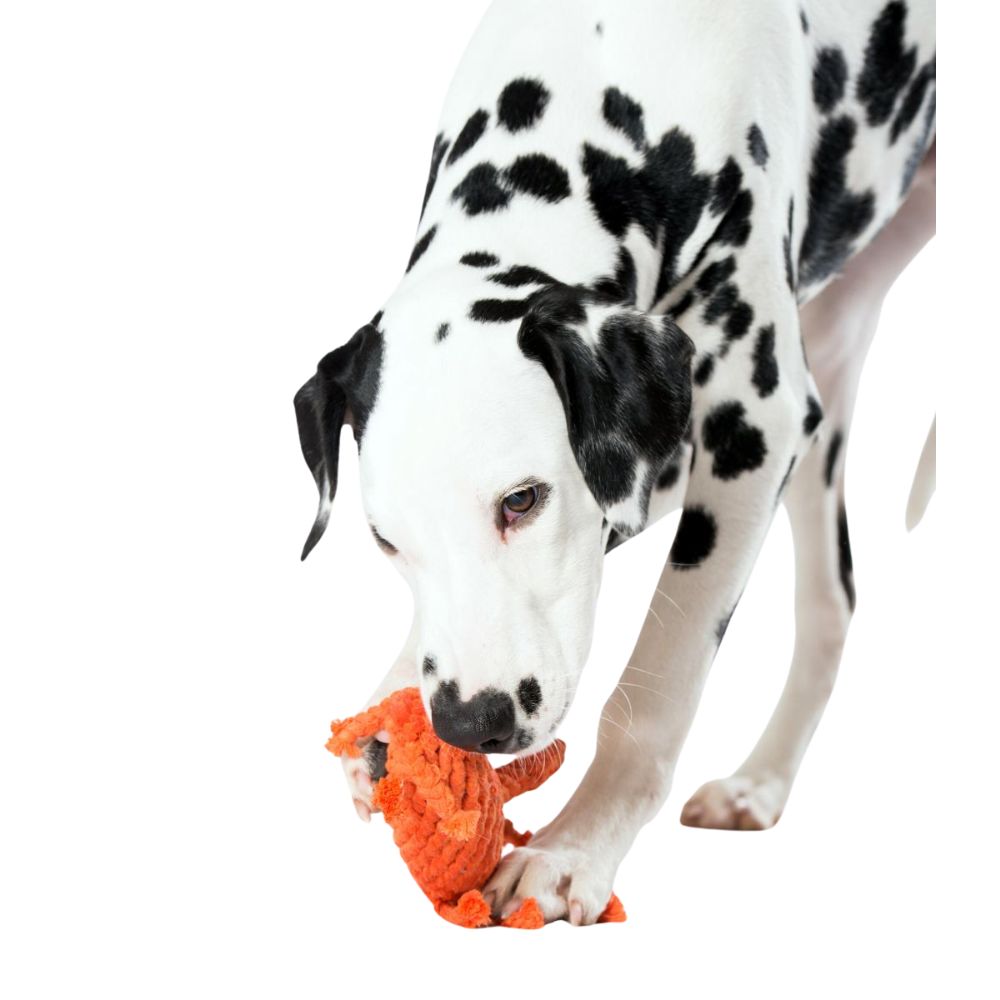 Dog toy crab Kristof