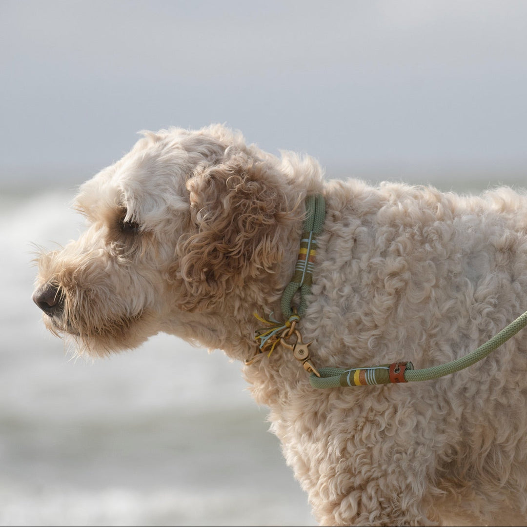 ZEELANDSE HOND LOTTA