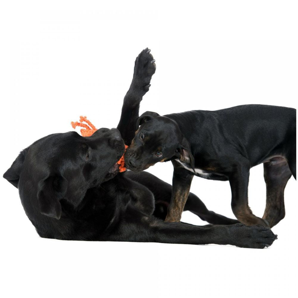 Dog toy crab Kristof