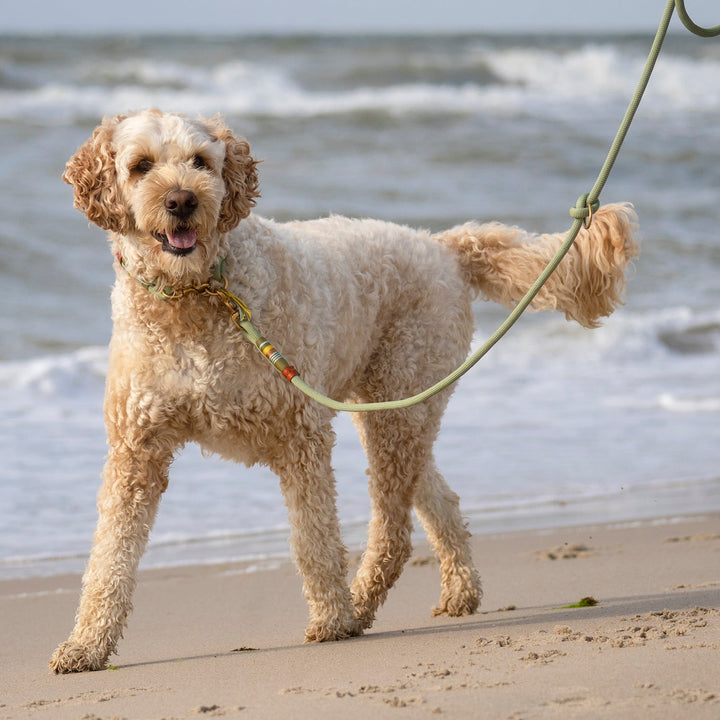 ZEELANDSE HOND LOTTA