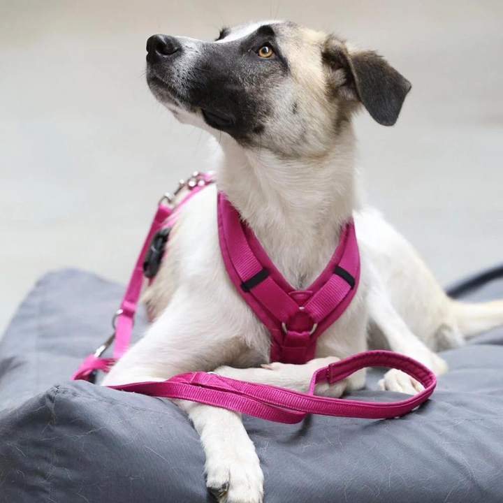 Dog Harness Fun Sun Hat