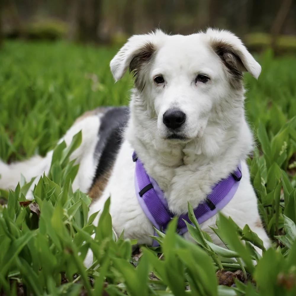 Hundegeschirr Fun Lavendel