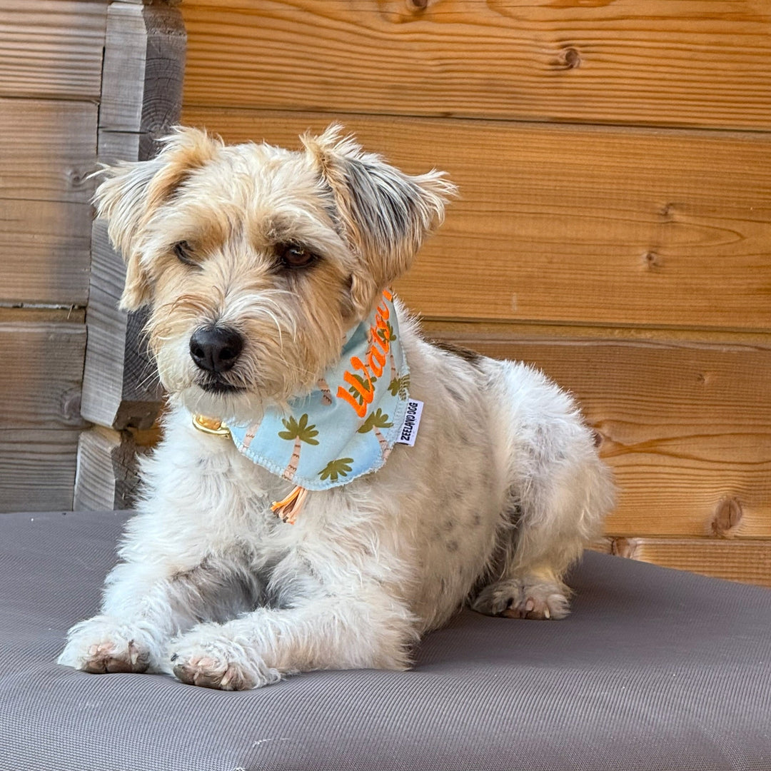 Zeeland Dog Scarf Lemon