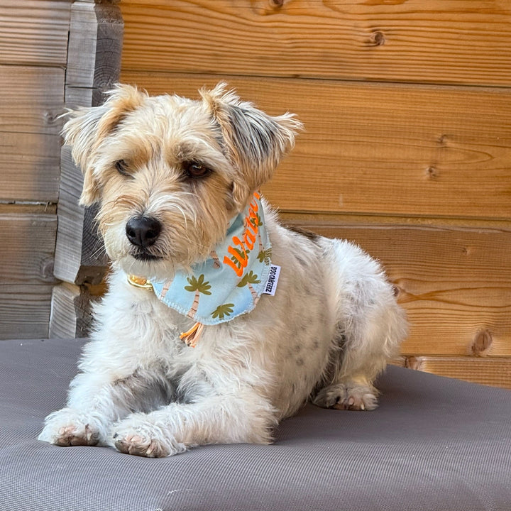 Zeeland Dog Scarf Lemon