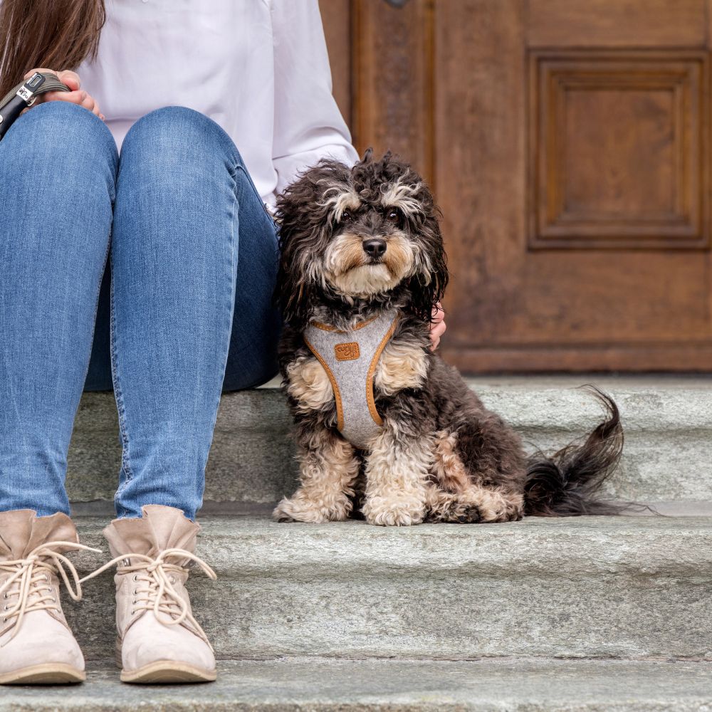 Alpine dog harness