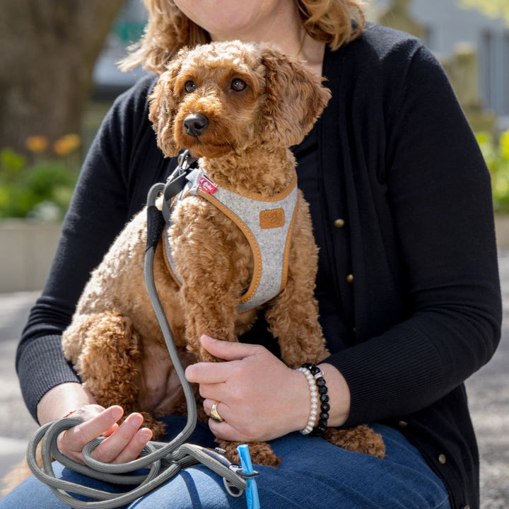 Alpine dog harness