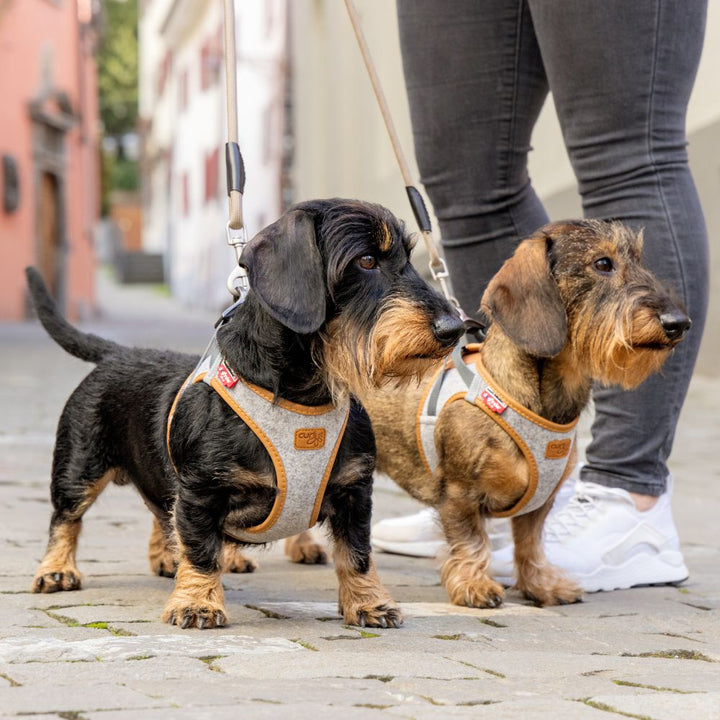 Alpine dog harness