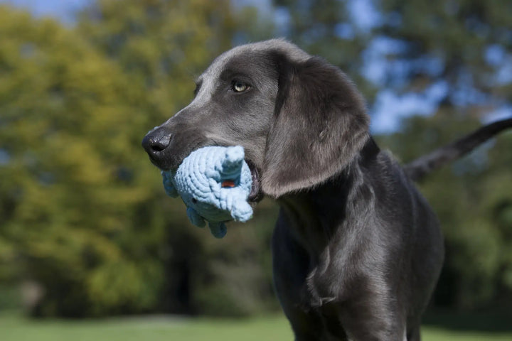 Didi Delfin - Kult Kabarettist Jetzt erhältlich bei  Dogsmopolitan
