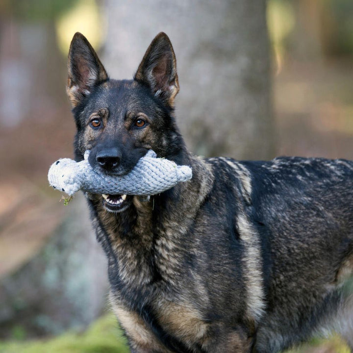 Dog toy Nina hippo