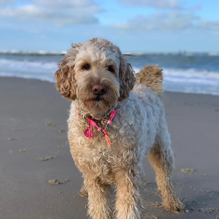 ZEELAND DOG *CICI´S FAVOURITE* Jetzt erhältlich bei  Dogsmopolitan