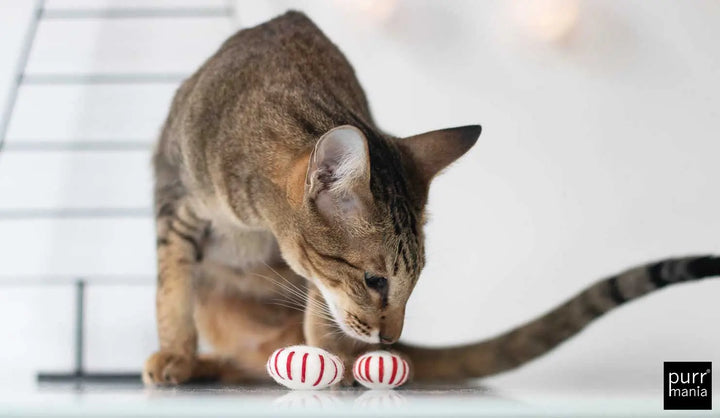 Peppermint drop Spielzeug Jetzt erhältlich bei  Dogsmopolitan