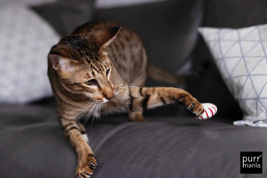 Peppermint drop Spielzeug Jetzt erhältlich bei  Dogsmopolitan