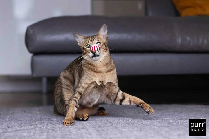 Peppermint drop Spielzeug Jetzt erhältlich bei  Dogsmopolitan