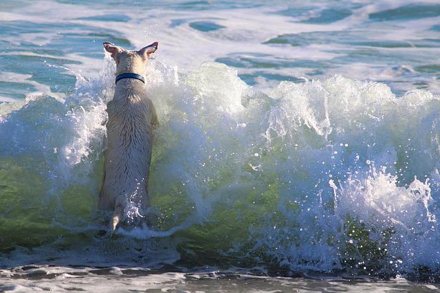 Gesunde Abkühlung, Schwimmen und Tipps rund um den Sommer mit Hund