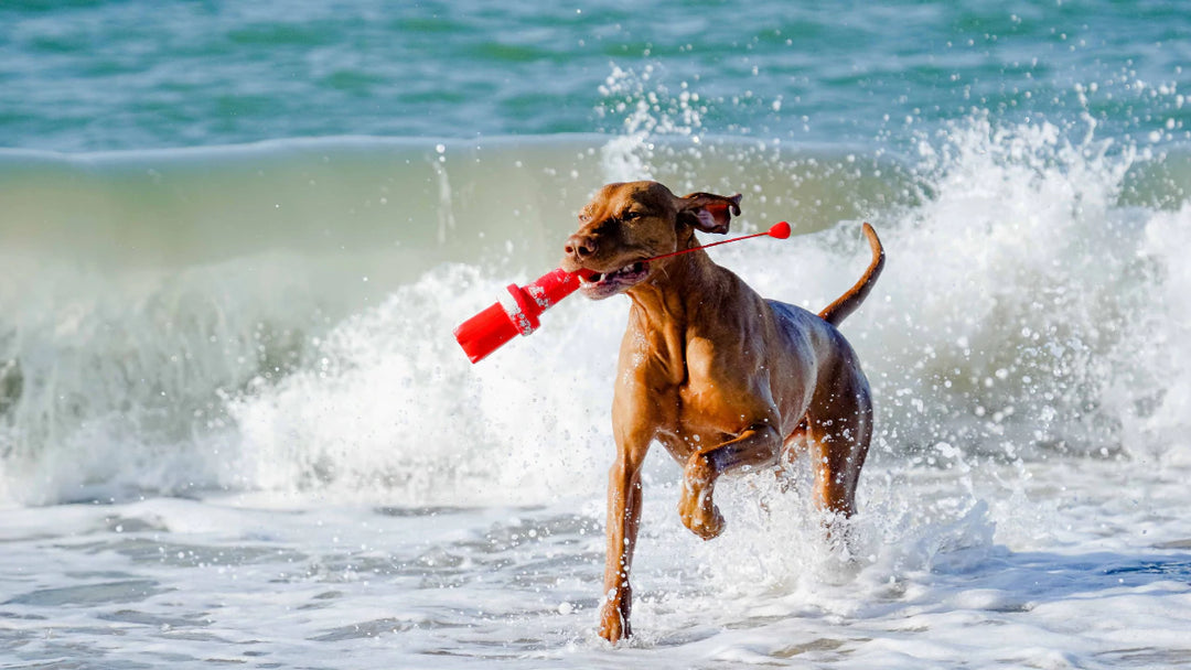 Das richtige Hundespielzeug