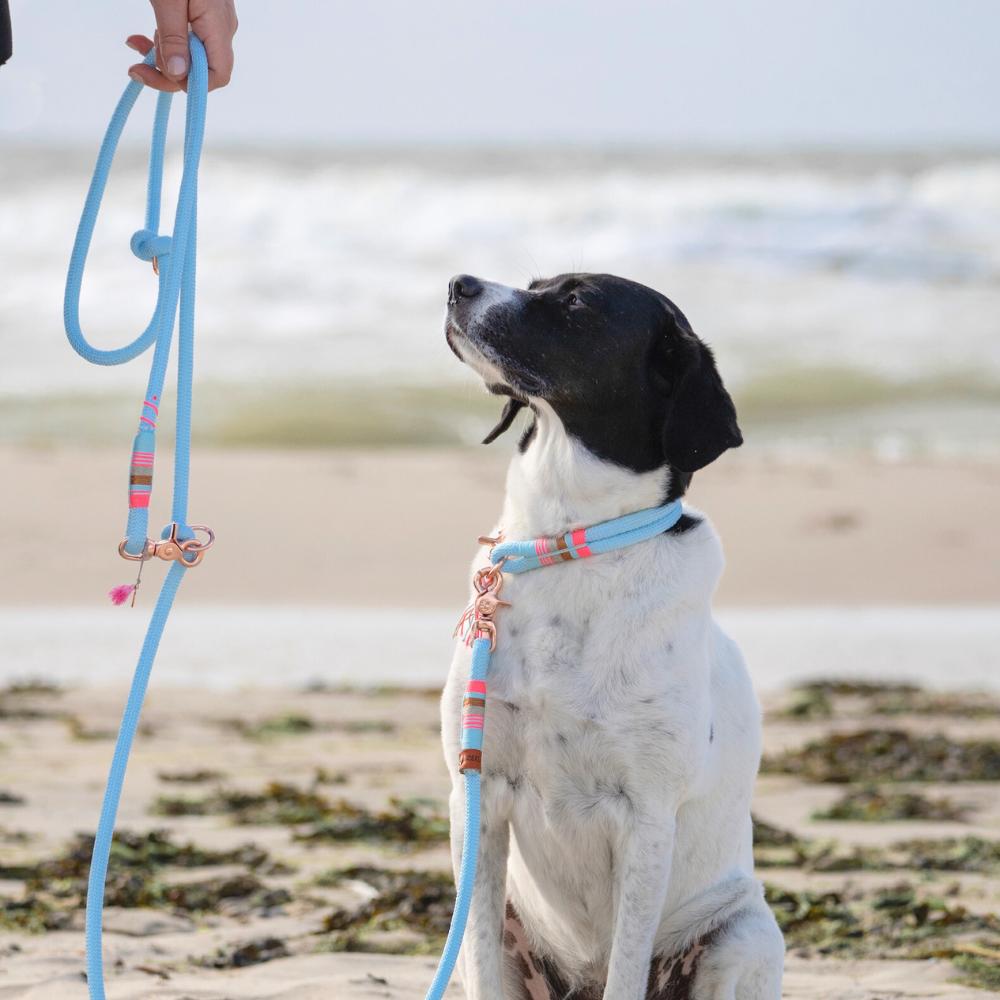 Zeeland Dog - Halsbänder und Hundeleinen aus Segeltau