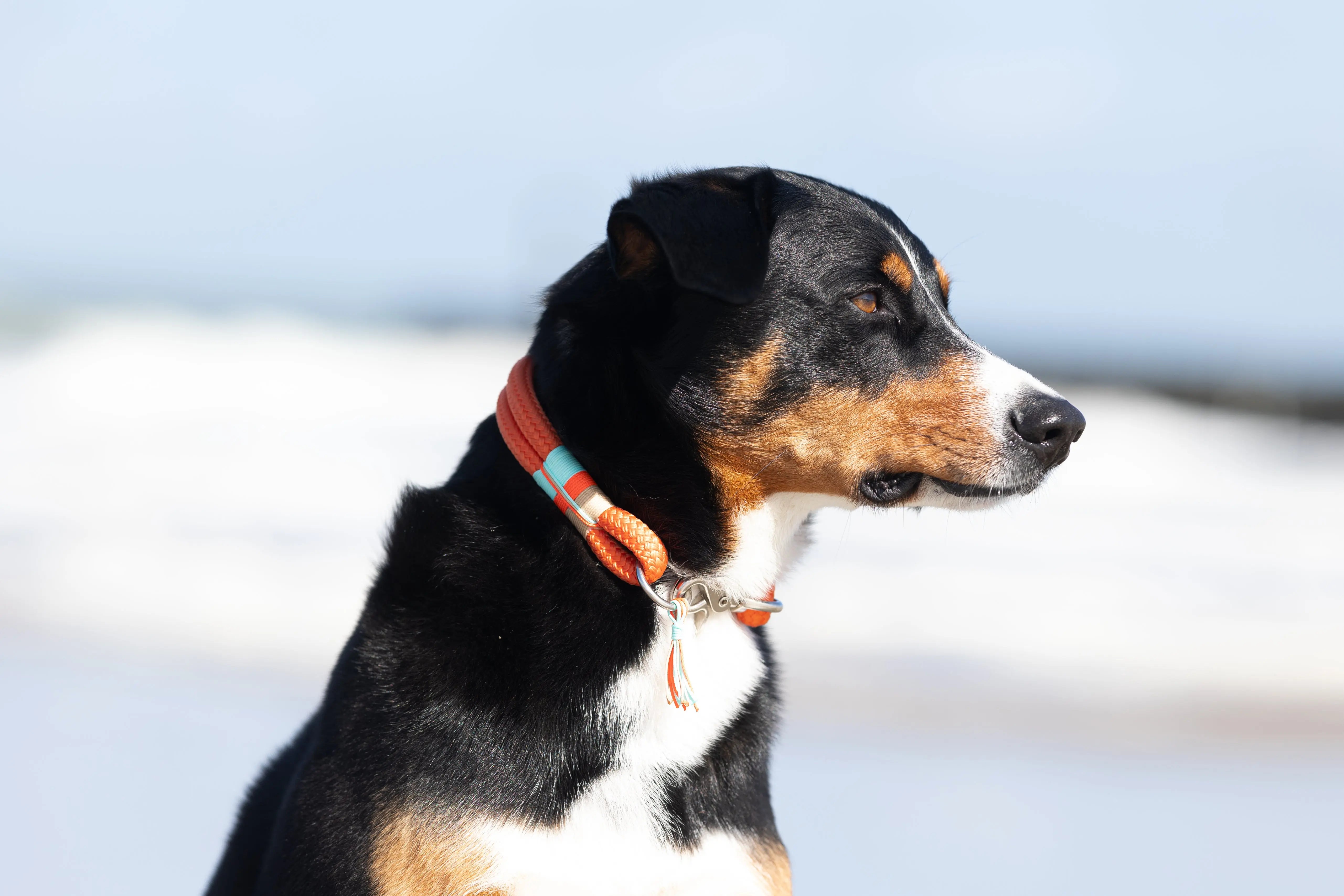 Zeeland Dog - Halsbänder und Hundeleinen aus Segeltau