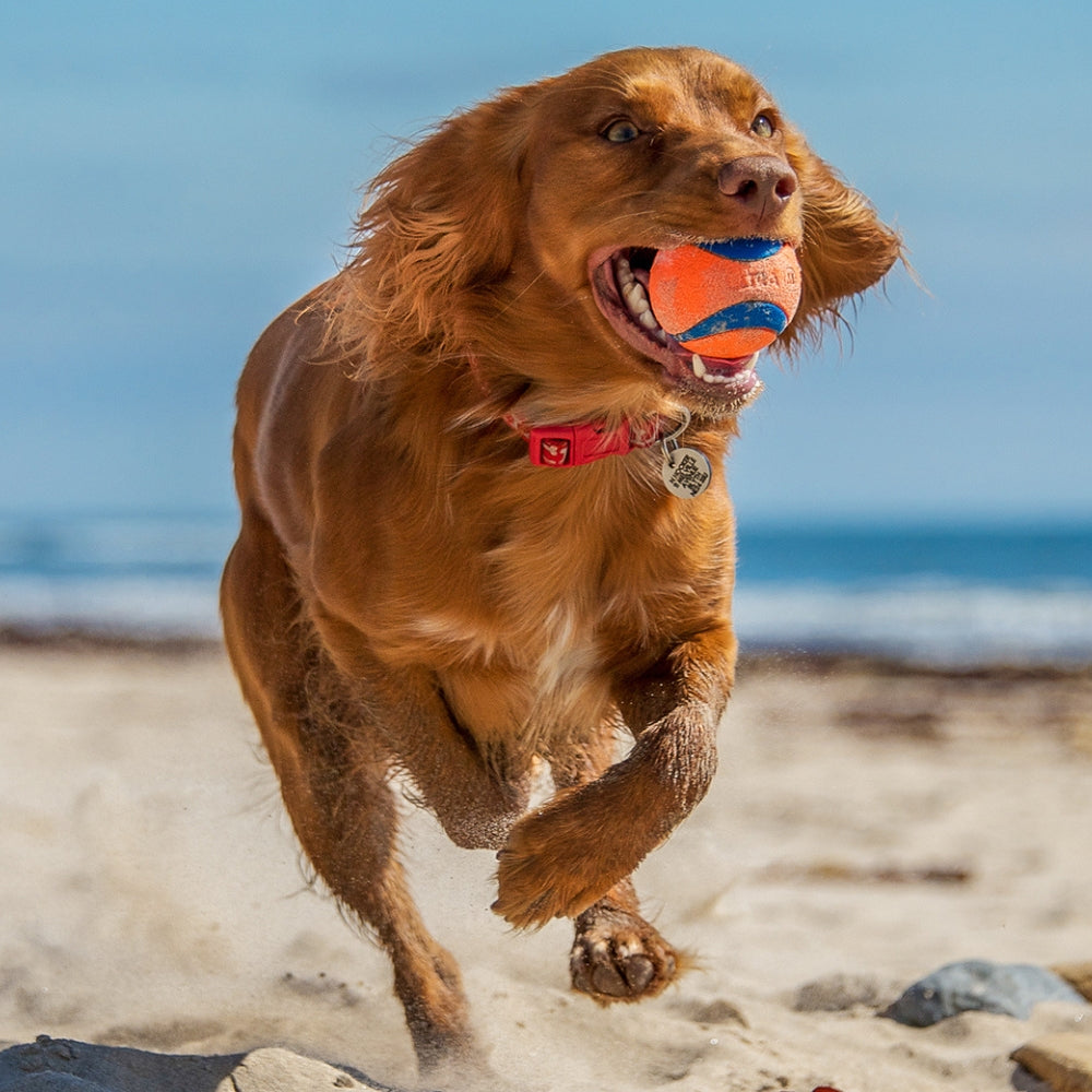 Hundespielzeug