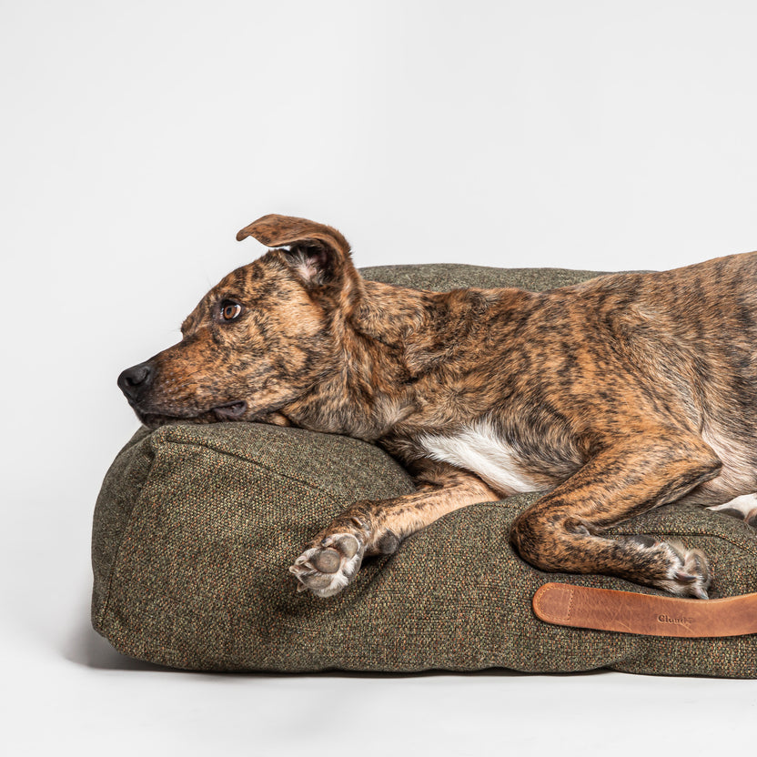 Exklusives Hundezubehör & Hundebedarf online im Hundeshop kaufen ...