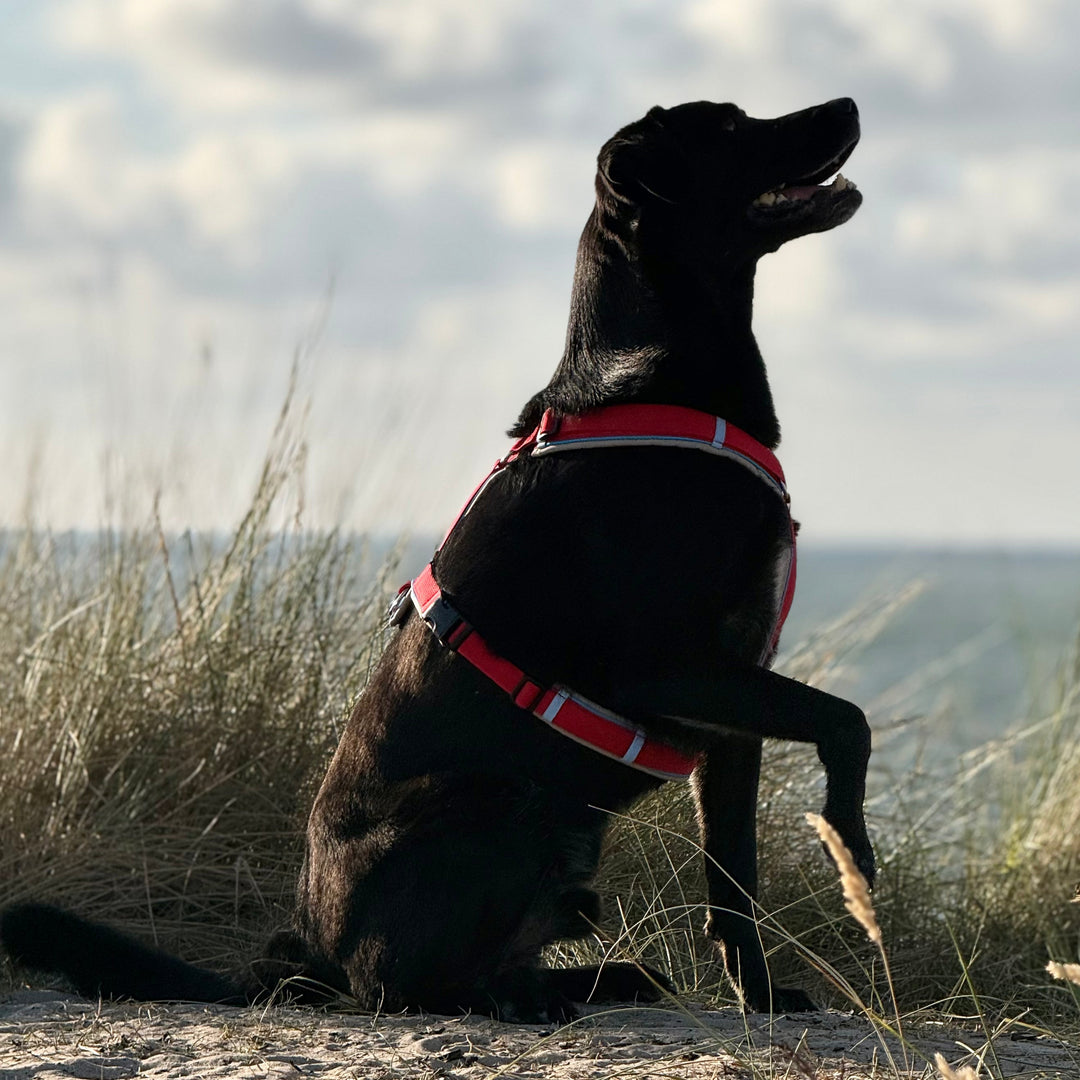Gassi