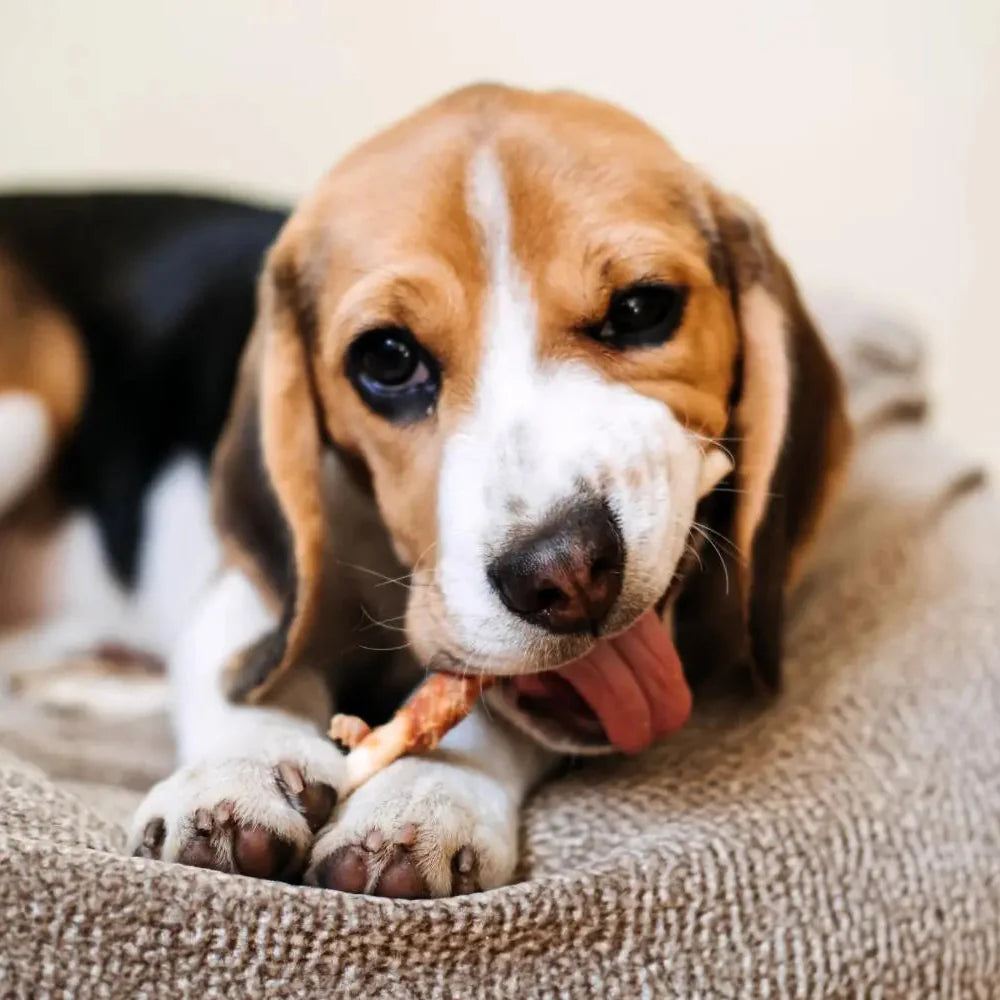 Hundesnacks, Hundeleckerli & Kauartikel