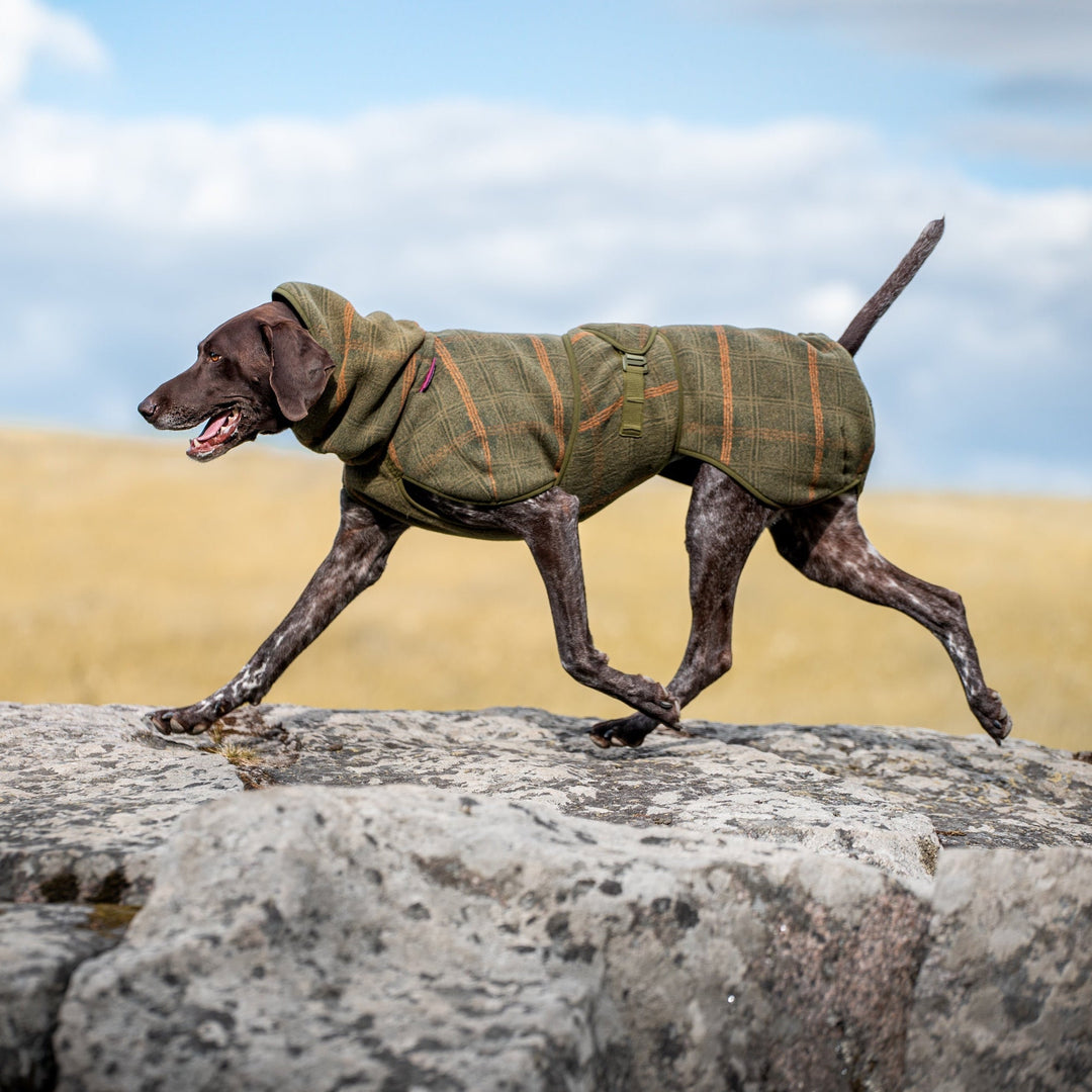 Hundebekleidung