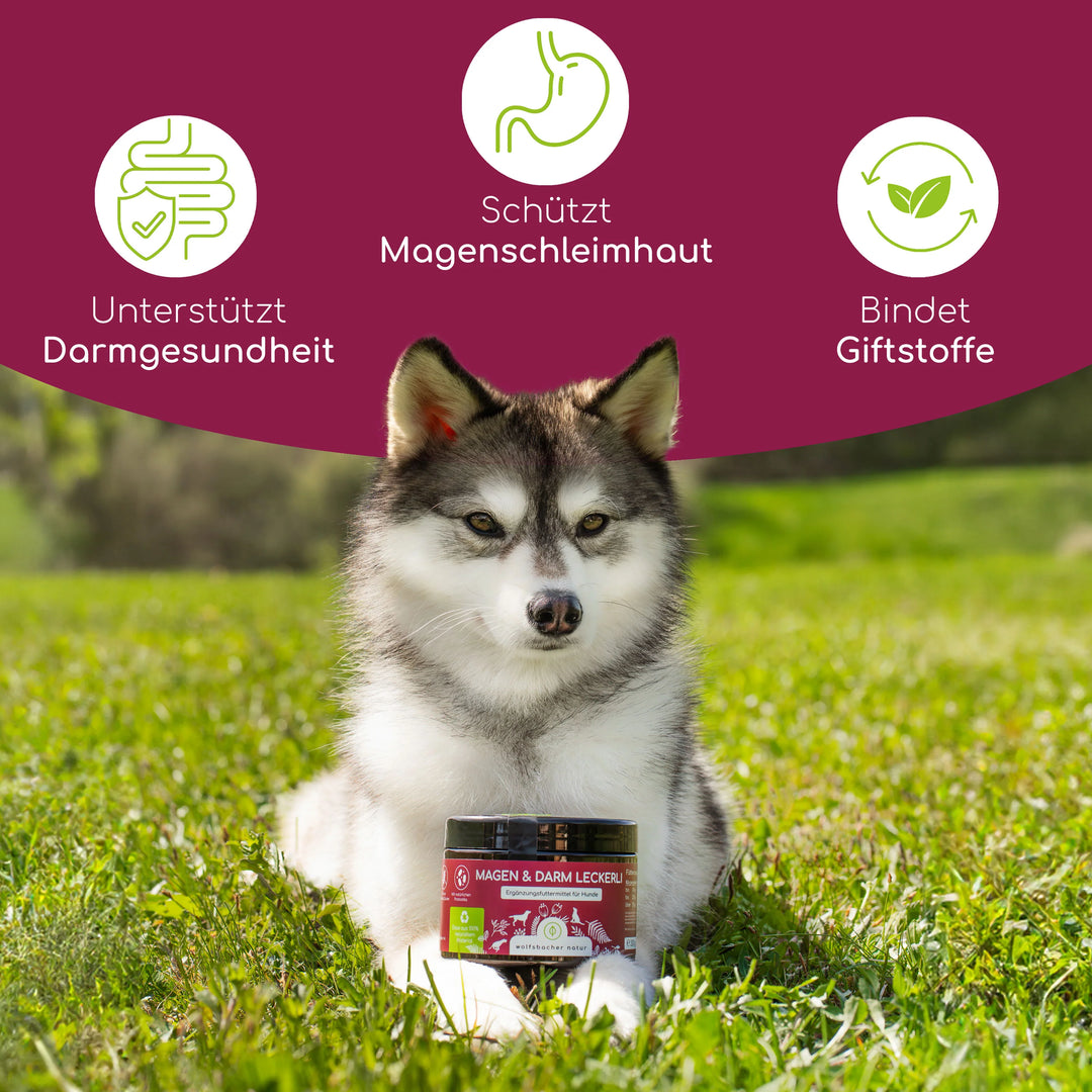 Magen & Darm Snacks für Hunde