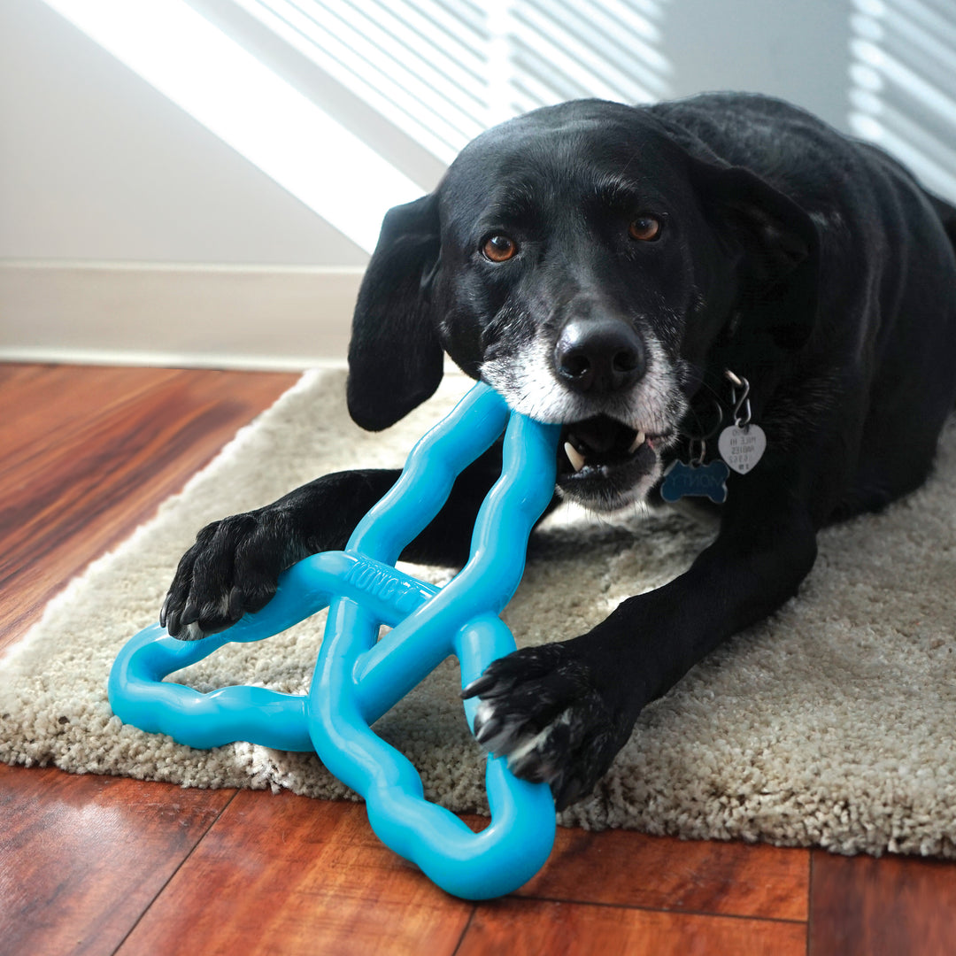 Kong FLYANGLE Jetzt erhältlich bei  Dogsmopolitan