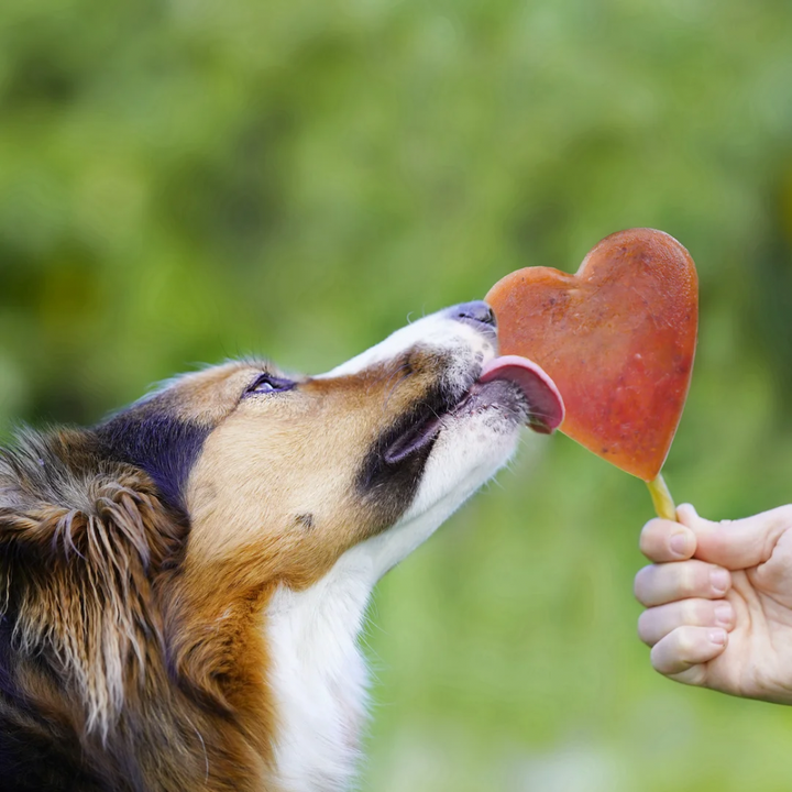 SmoothieDog Eisform Jetzt erhältlich bei  Dogsmopolitan